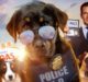 show dogs recensione vip cani zerkalo spettacolo