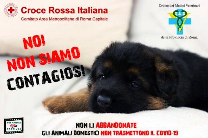 #Noinonsiamocontagiosi, l'appello dei Vip contro l'abbandono degli animali per il coronavirus