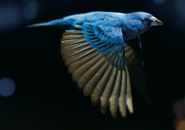 Movies for Nature, la rassegna cinematografica online per la Giornata mondiale dell’Ambiente zerkalo spettacolo