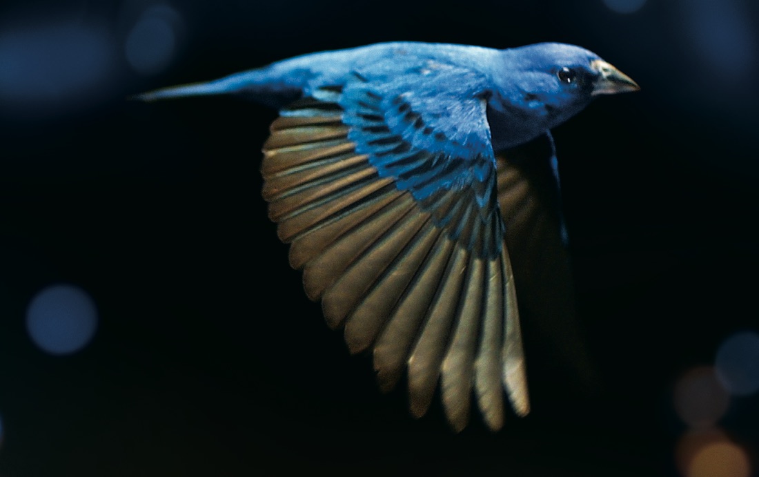 Movies for Nature, la rassegna cinematografica online per la Giornata mondiale dell’Ambiente zerkalo spettacolo